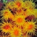 coral_cup_pej_ci_v_0064_cos0859.jpg